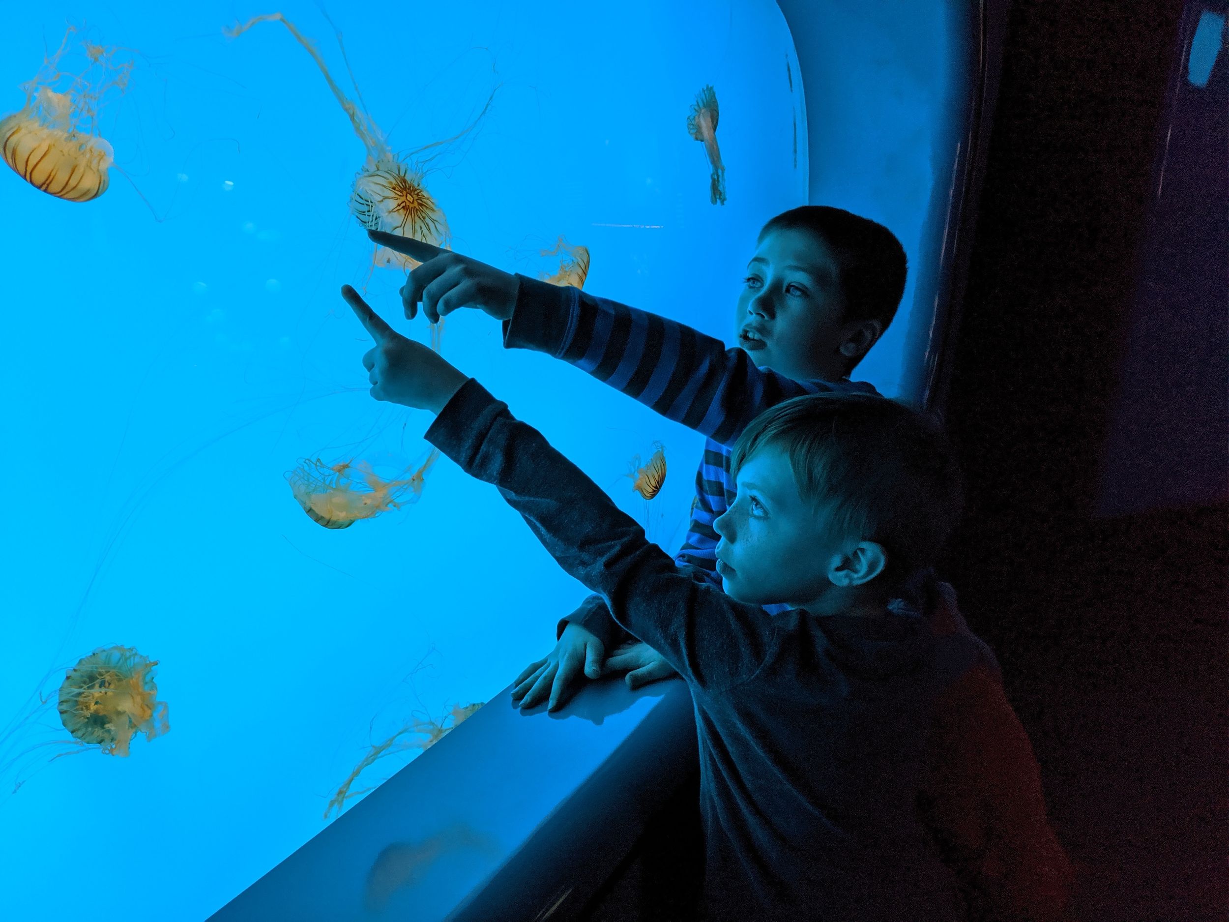 Two boys touching acquarium glass with jellyfish.